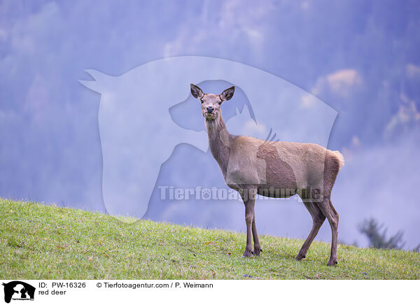 Rotwild / red deer / PW-16326