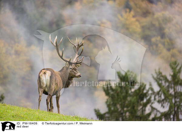red deer / PW-16409