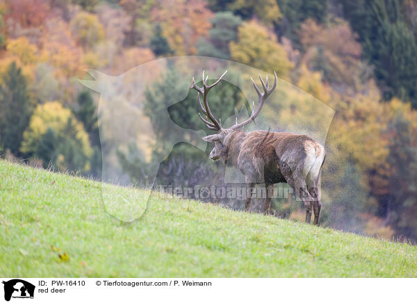 Rotwild / red deer / PW-16410