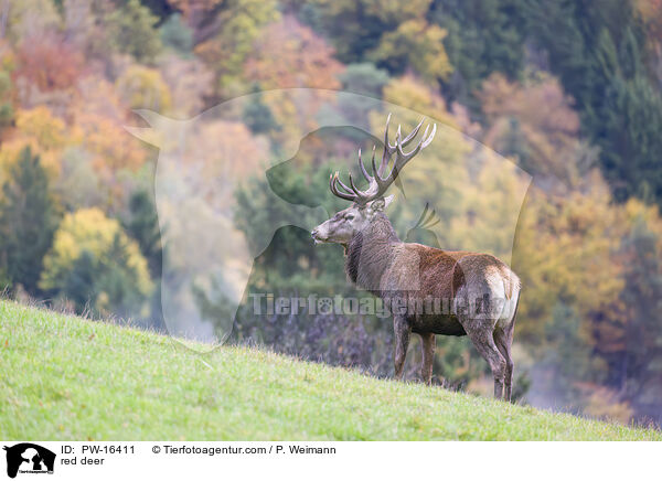 Rotwild / red deer / PW-16411