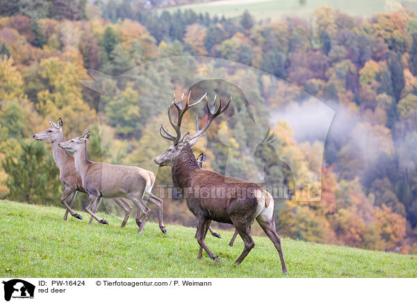 red deer / PW-16424