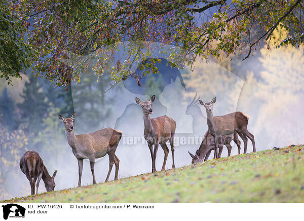 Rotwild / red deer / PW-16426