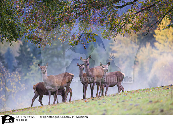 red deer / PW-16428