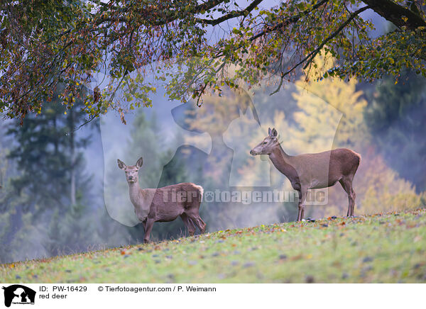red deer / PW-16429