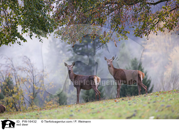 Rotwild / red deer / PW-16432
