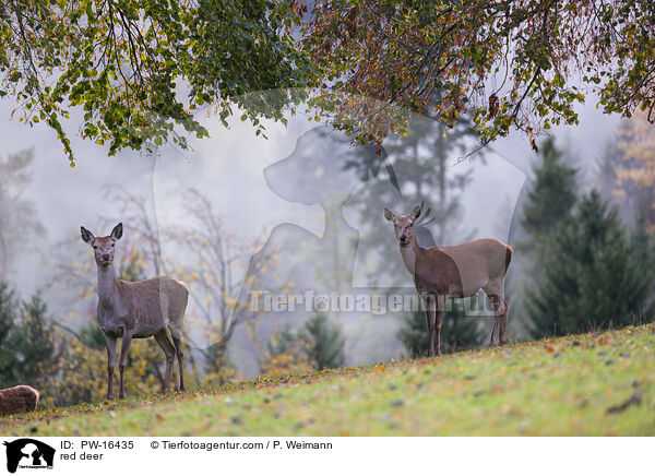 Rotwild / red deer / PW-16435
