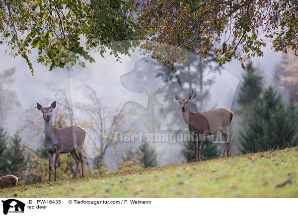 red deer / PW-16435