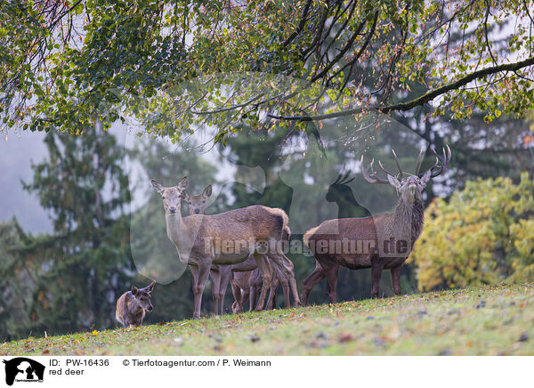 red deer / PW-16436