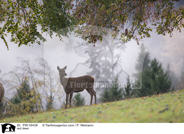 Rotwild / red deer / PW-16438