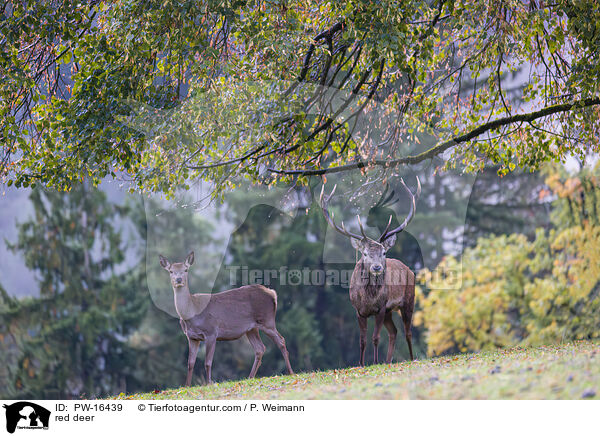 red deer / PW-16439