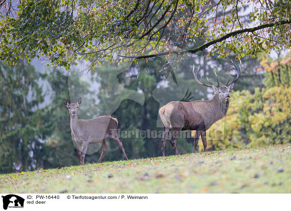 Rotwild / red deer / PW-16440