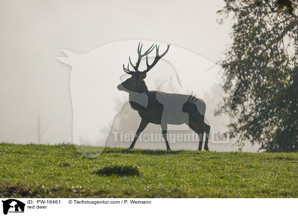 Rotwild / red deer / PW-16461