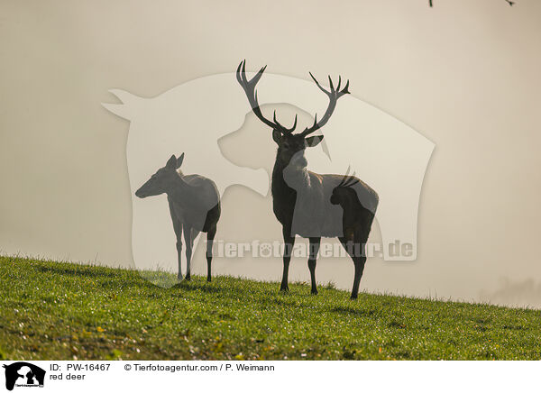 Rotwild / red deer / PW-16467