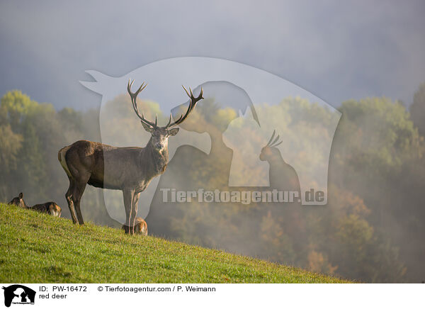 Rotwild / red deer / PW-16472