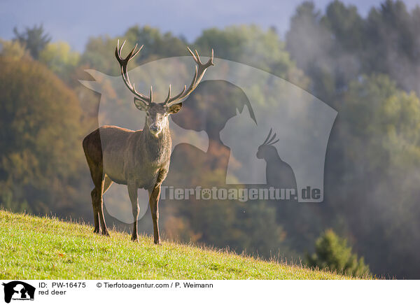 Rotwild / red deer / PW-16475