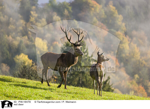 Rotwild / red deer / PW-16478