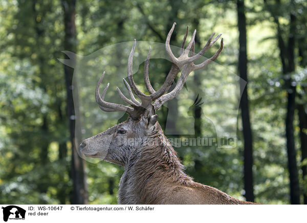 Rotwild / red deer / WS-10647