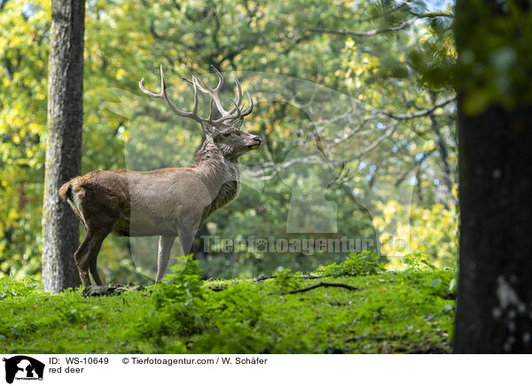 Rotwild / red deer / WS-10649