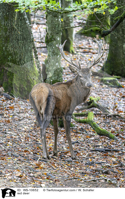 red deer / WS-10652