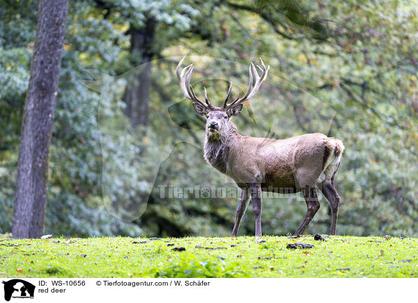 red deer / WS-10656