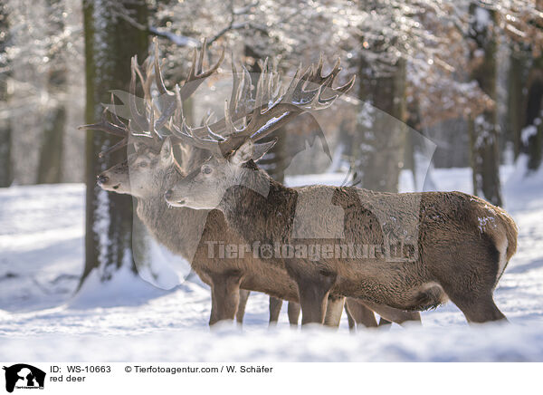 Rotwild / red deer / WS-10663