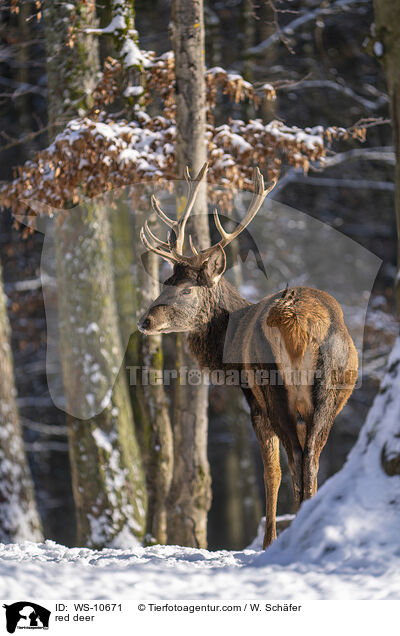 Rotwild / red deer / WS-10671