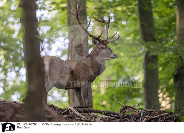 Red Deer / WS-10791