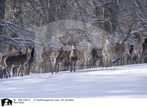 Red Deer / WS-10813