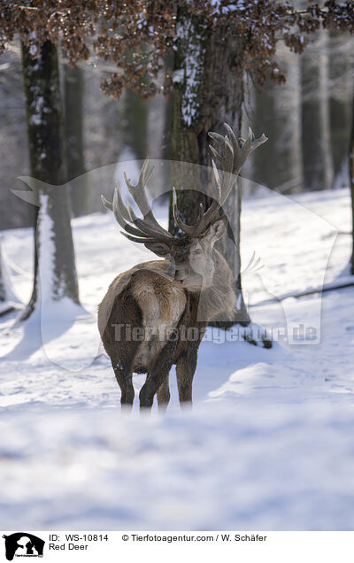 Rothirsch / Red Deer / WS-10814