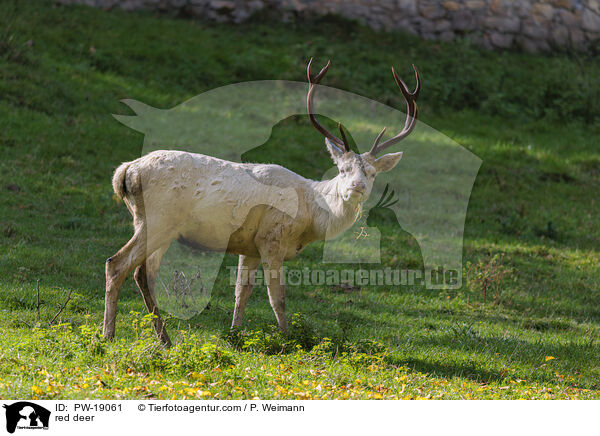 Rothirsch / red deer / PW-19061