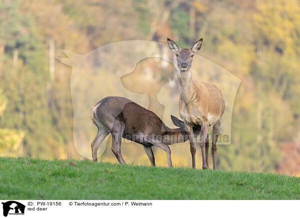 Rothirsch / red deer / PW-19156