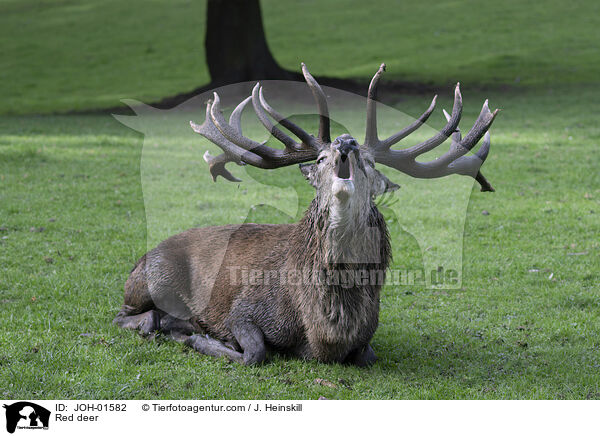 Rothirsch / Red deer / JOH-01582