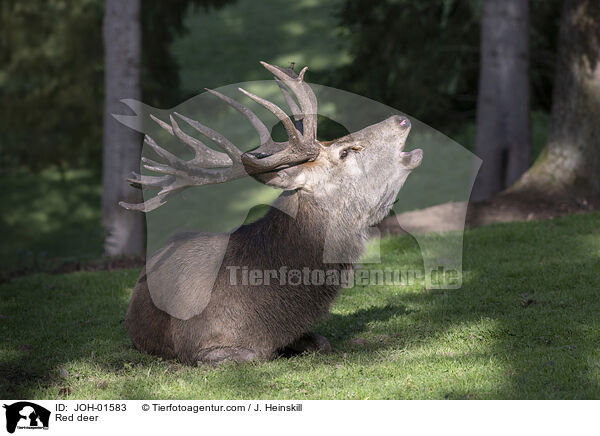 Red deer / JOH-01583
