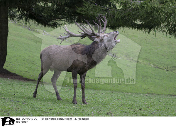 red deer / JOH-01720