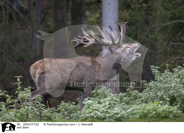 red deer / JOH-01722