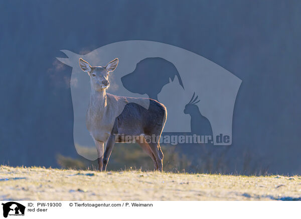 Rotwild / red deer / PW-19300