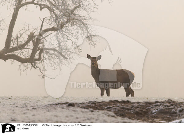 Rotwild / red deer / PW-19338