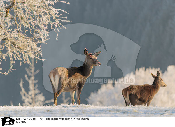 Rotwild / red deer / PW-19345