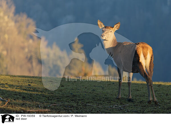 Rotwild / red deer / PW-19359