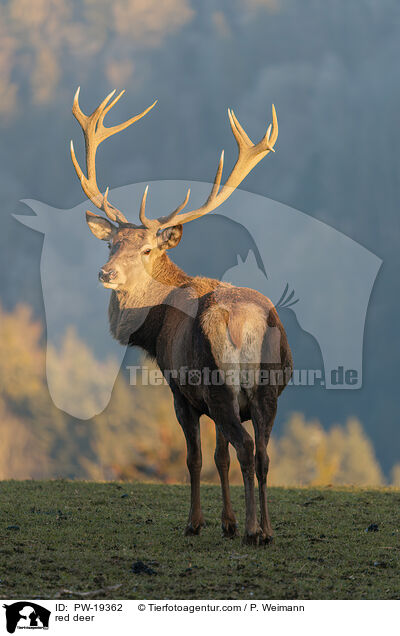 Rotwild / red deer / PW-19362