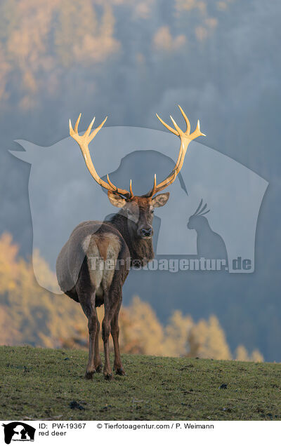 Rotwild / red deer / PW-19367