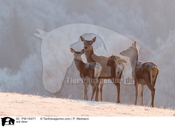 Rotwild / red deer / PW-19371