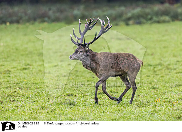 red deer / MBS-28215