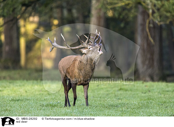 Rotwild / red deer / MBS-28292