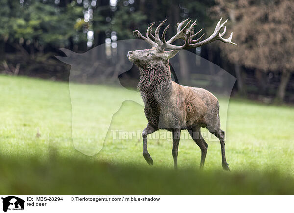 Rotwild / red deer / MBS-28294