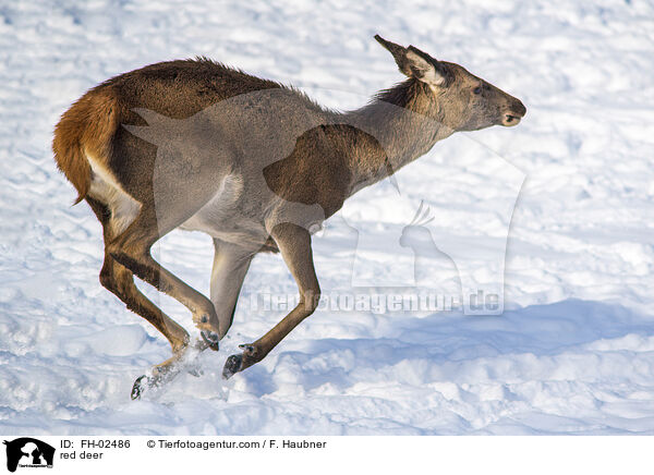 Rotwild / red deer / FH-02486