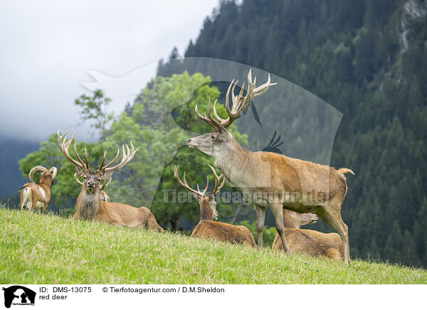 Rotwild / red deer / DMS-13075