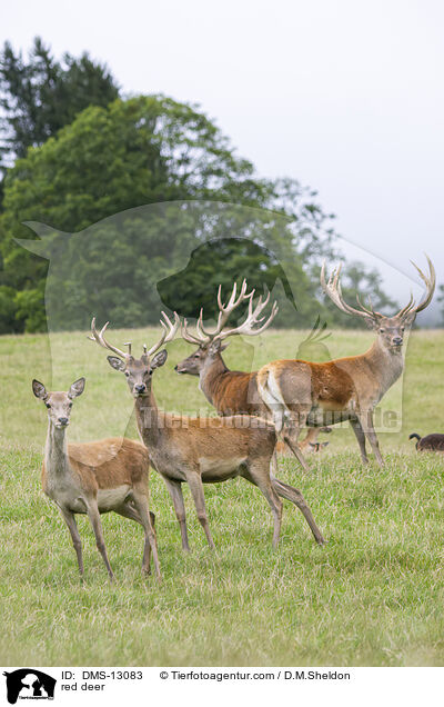 Rotwild / red deer / DMS-13083