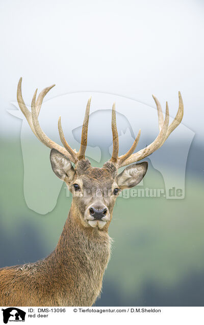 red deer / DMS-13096