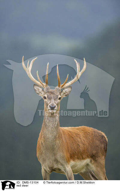 red deer / DMS-13104